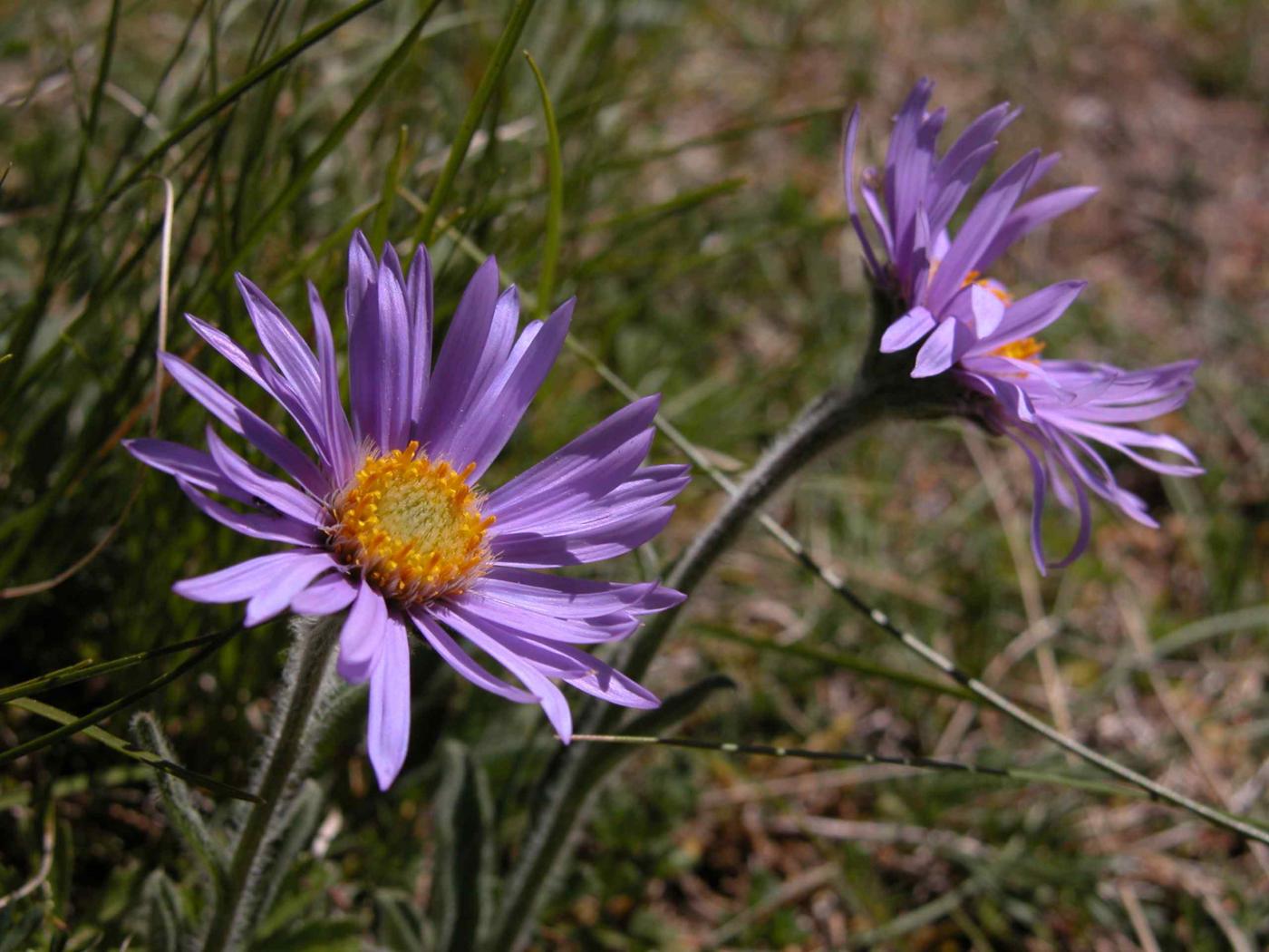 Aster, Alpine ssp Cevenol flower